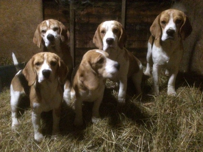 Beagle puppies for deals sale kennel club