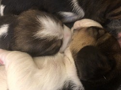 Pups