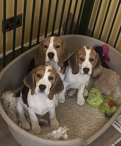 Pups