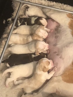Pups