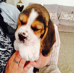 Pup