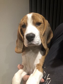 Beagle pup