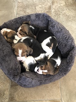 Beagle pups