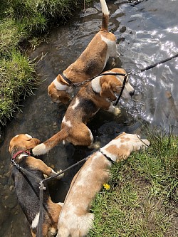 Beagles
