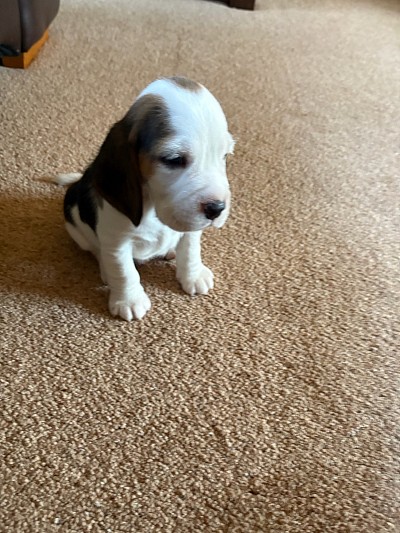 Pup