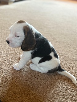 Snoopy