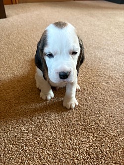 Snoopy